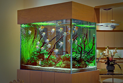 Морские аквариумы